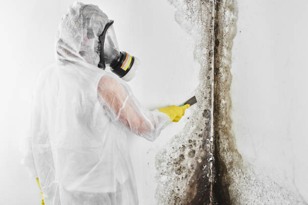 Best Commercial Mold Remediation in Mcewen, TN