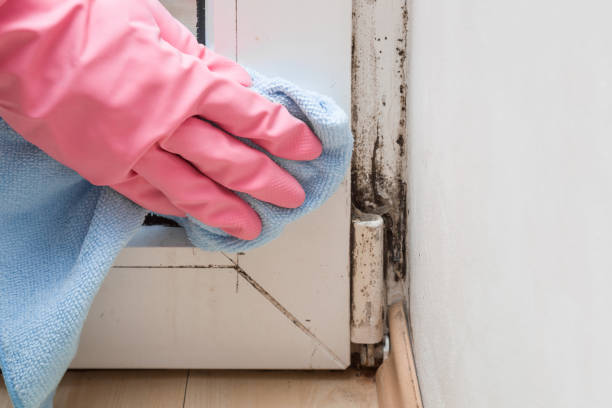 Best Residential Mold Remediation in Mcewen, TN